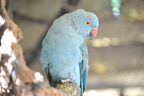 World of Birds Wildlife Sanctuary.